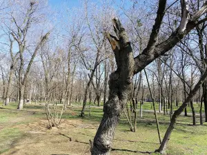 Peace Park
