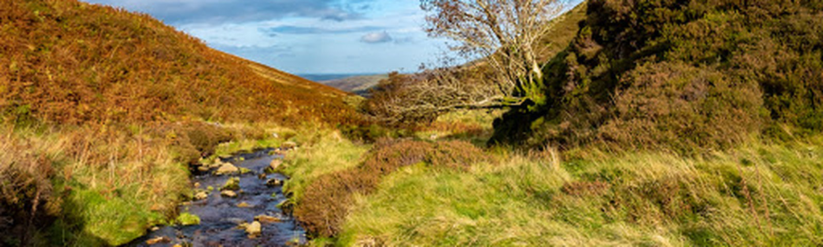 WoolerSchede telefoniche
