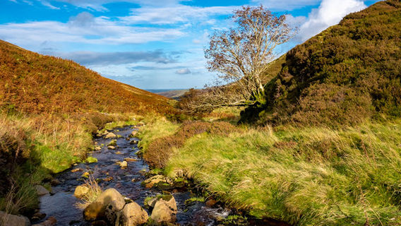 The Cheviot
