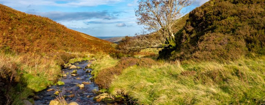 The Cheviot