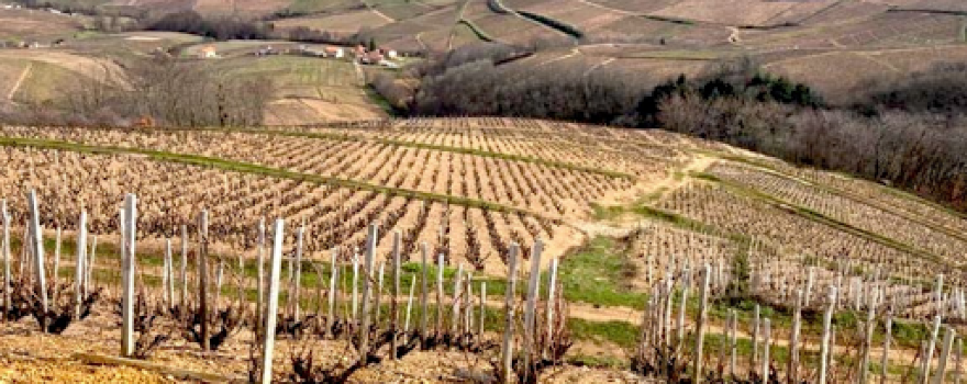 Domaine du Champ de la croix, Benoît ROCHE