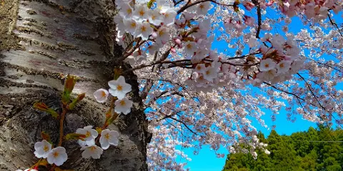 Ohata Central Park General Information