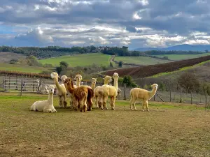 Walks with Alpacas