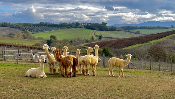 Walks with Alpacas