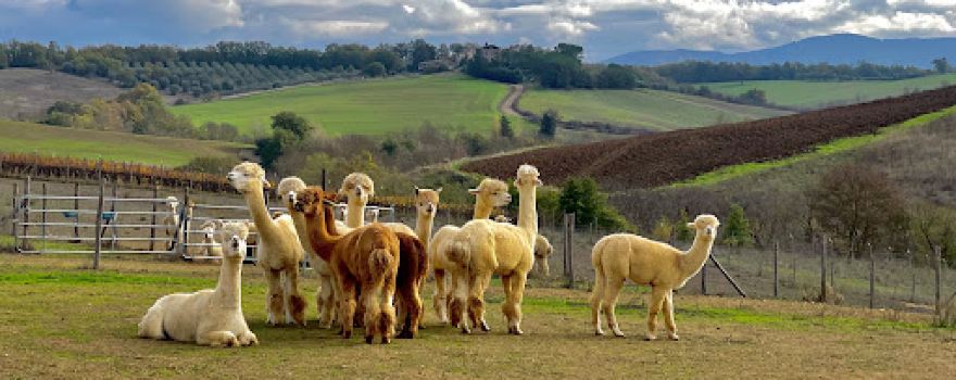 Walks with Alpacas