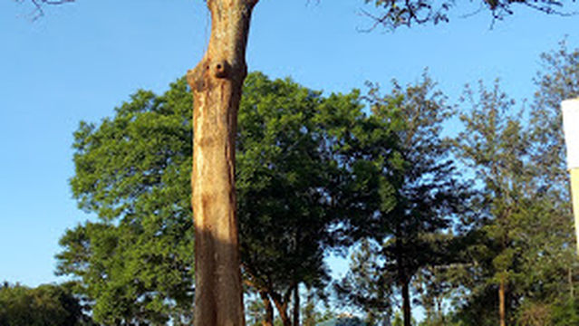 Sharks Swimming Center