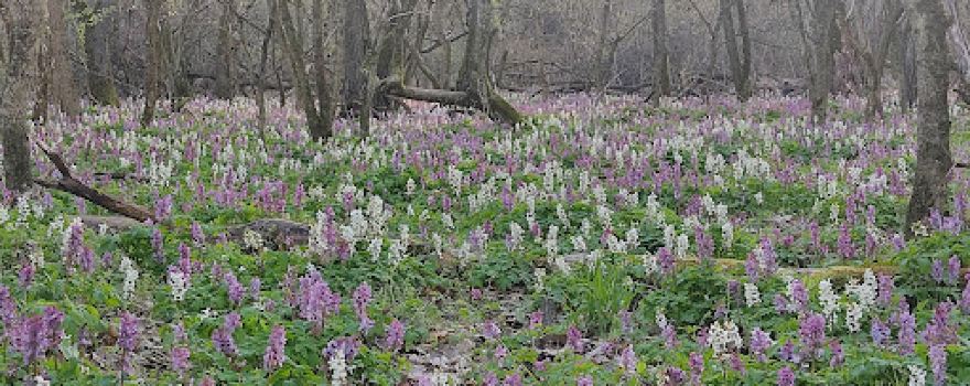 Kerecsendi Berek-erdő