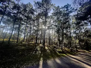 Wheeler Park