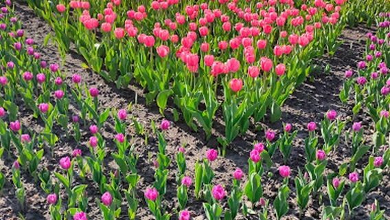 Skver Im V.s. Petrova