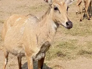 Sulemanki National Park