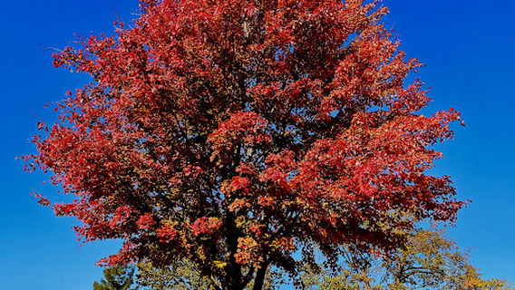 Officer Blake C. Snyder Memorial Park