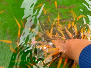 TAMAN TERAPI IKAN