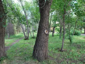 Dendropark Im. Komissarova