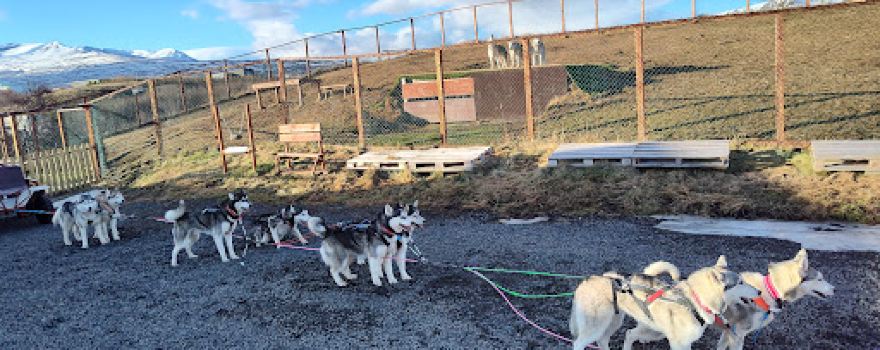 goHusky Dogsledding Tours