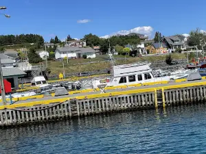 Dildo Boat Tours