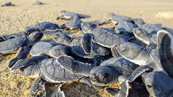 Reserva de Tortugas