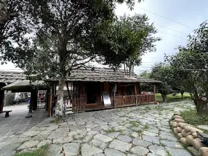Cây trà Tổ Suối Giàng