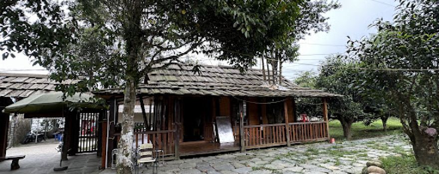 Cây trà Tổ Suối Giàng