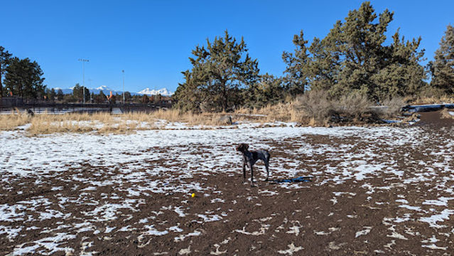 Pine Nursery Dog Park