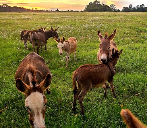Longacres Farm