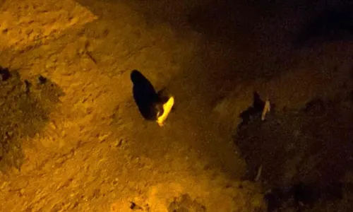 Phillip Island Nature Parks