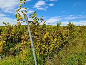 Observation Tower Tokaj