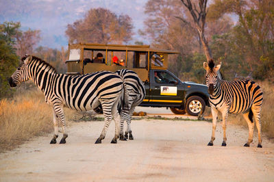 Private Kruger Safaris