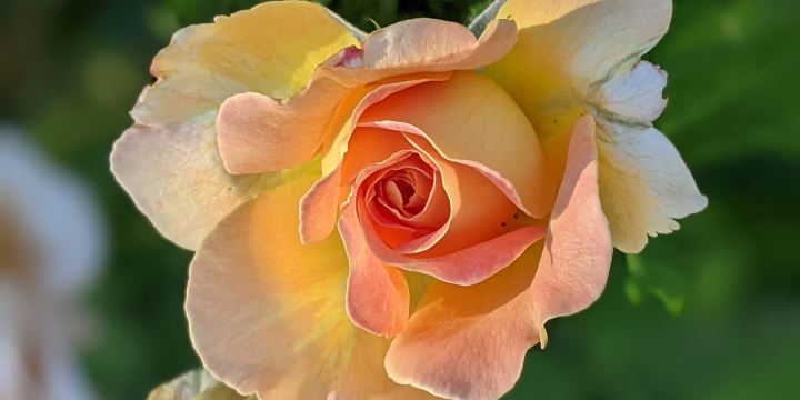 Owen Rose Garden