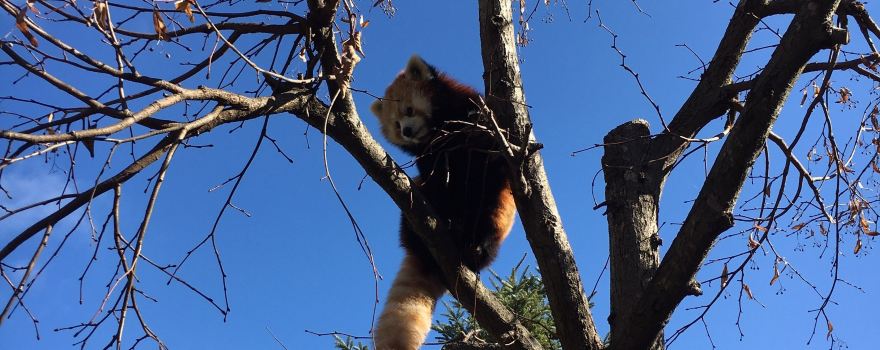 Chausuyama Zoo