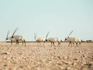 Arabian Oryx Sanctuary