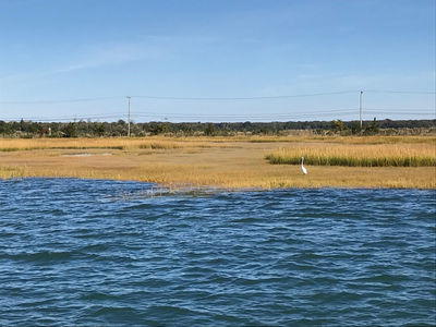 Birding By Boat on the Osprey