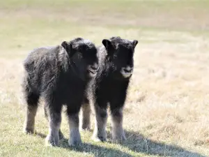 The Musk Ox Farm