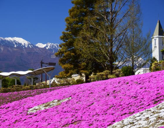 甲斐市 自由行套票