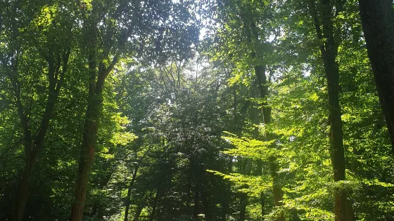 Hoia Baciu Forest