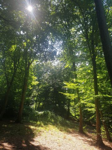 Hoia Forest