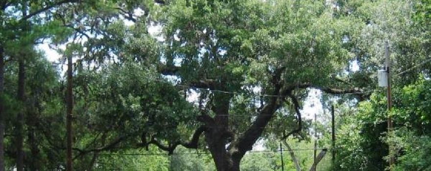 Columbus Live Oak