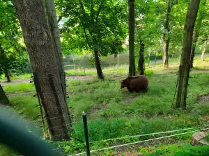 Medvědárium Beroun