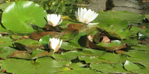 Connie Hansen Garden Conservancy