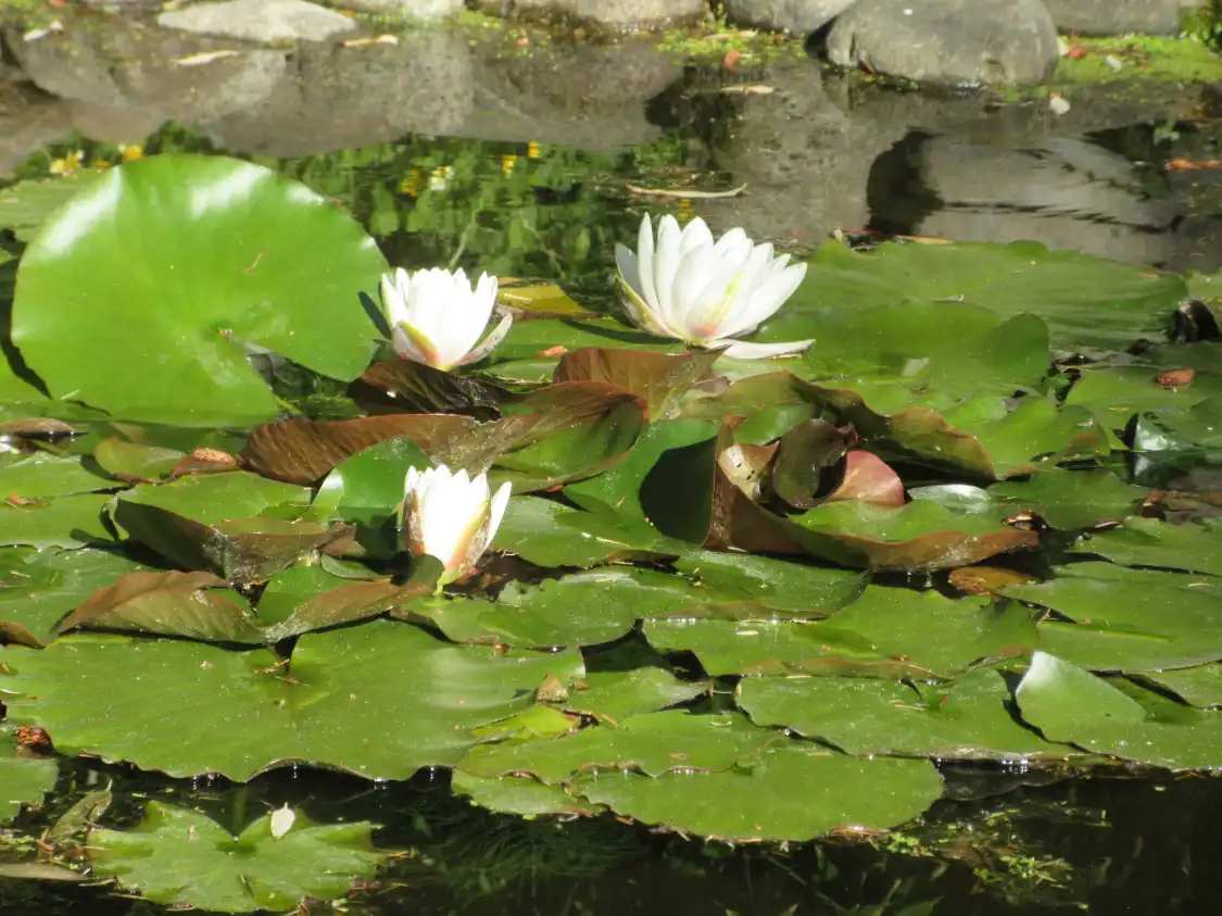 Các khách sạn gần Connie Hansen Garden Conservancy