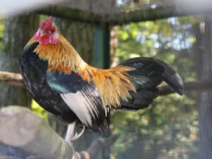 Vogelpark Abensberg