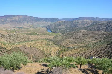 Figueira de Castelo Rodrigo