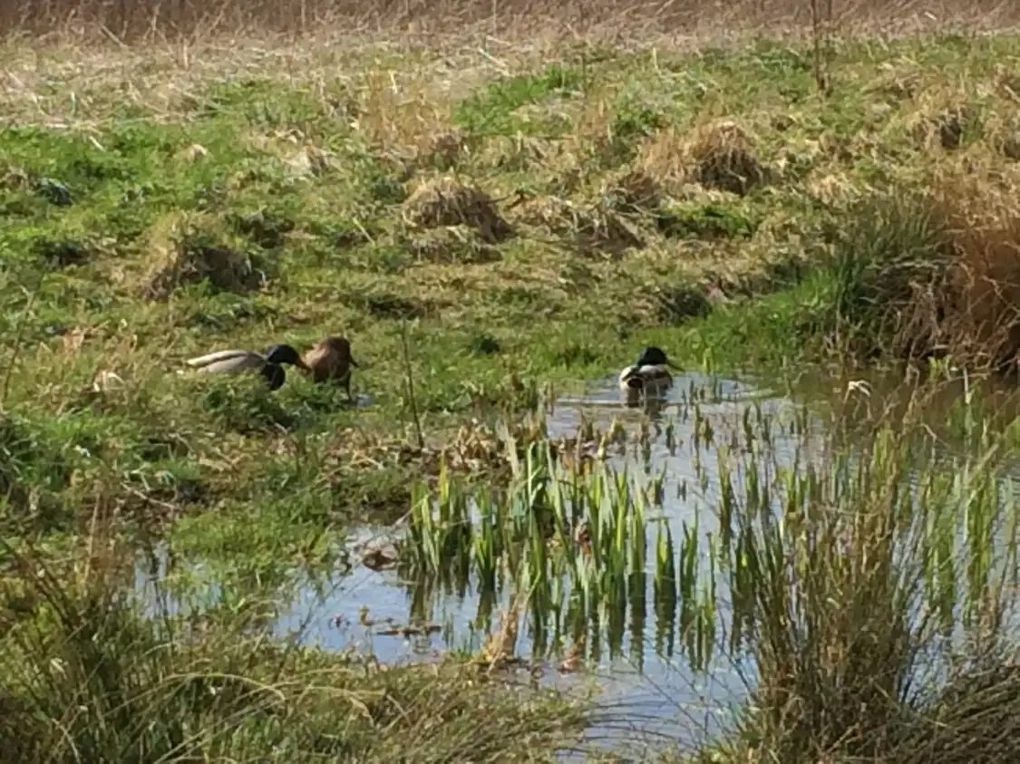 Hotels near Island Pond Wood
