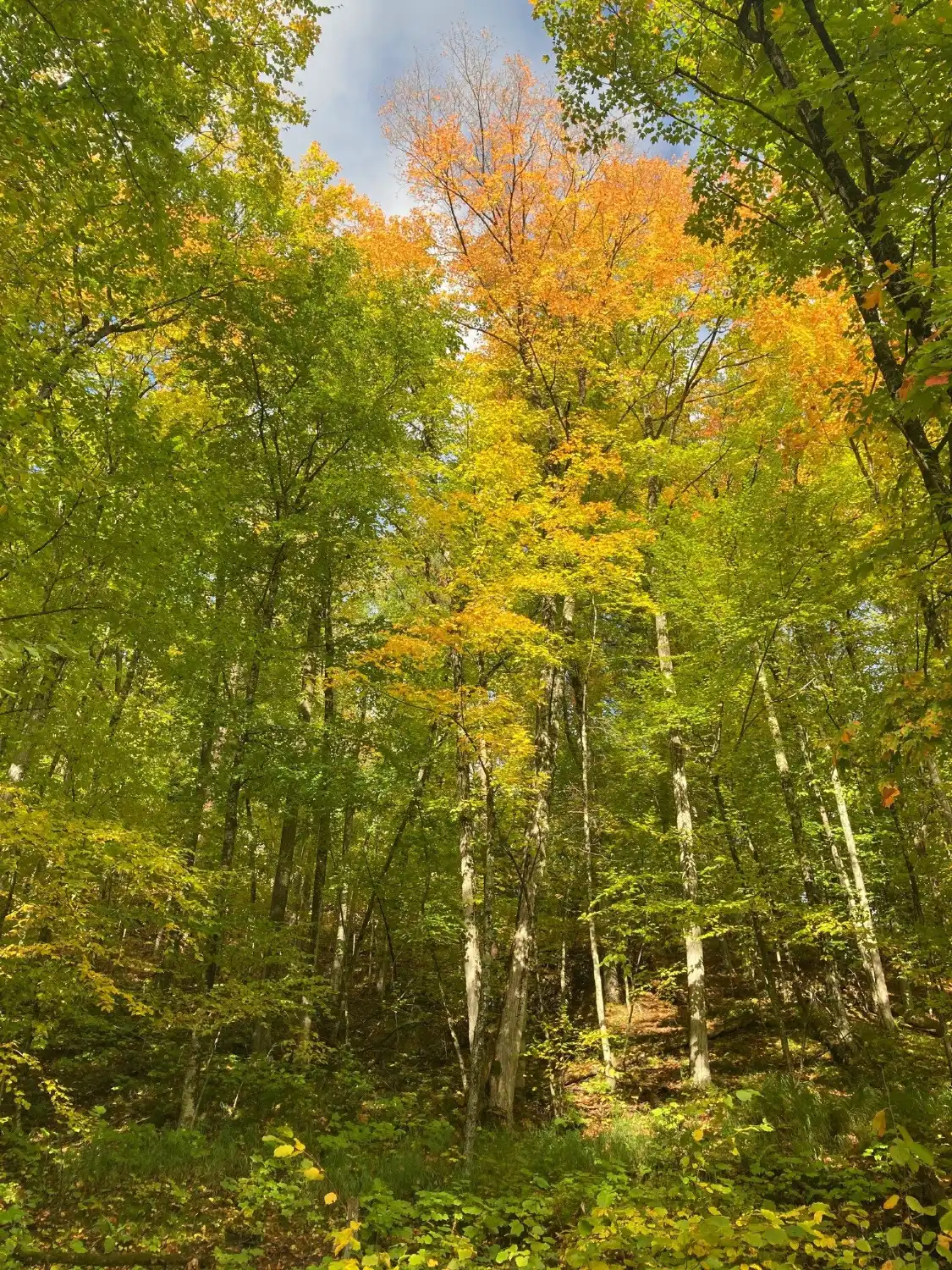 Hotels near Morgan Falls