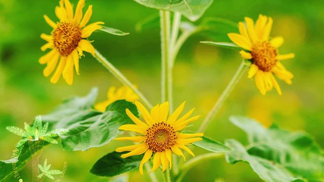Angkor Botanical Garden