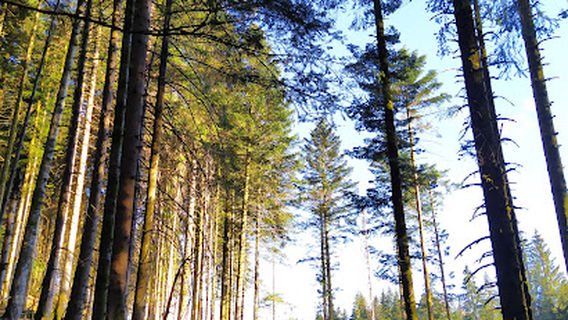 Cascade de Mérelle - Géradmer