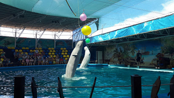 Dolphinarium number 1