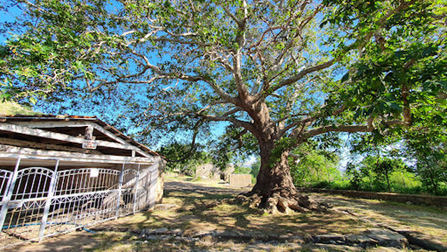 Asırlık Çınar Ağacı