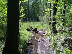 Szlak Bobrowy