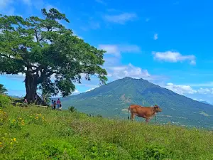 Antipolo Century Tree