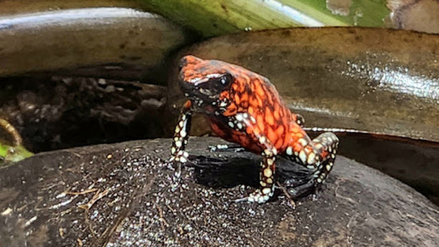 Centro Jambatu de Investigación y Conservación de Anfibios